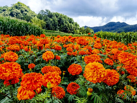 花海