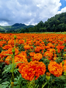 万寿菊种植基地