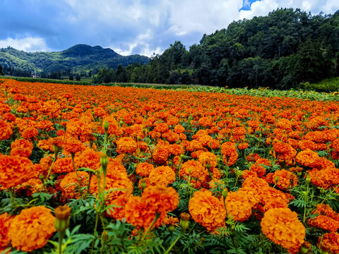 菊花花海