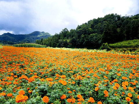 菊花花海