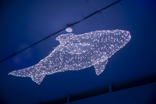 海豚灯彩