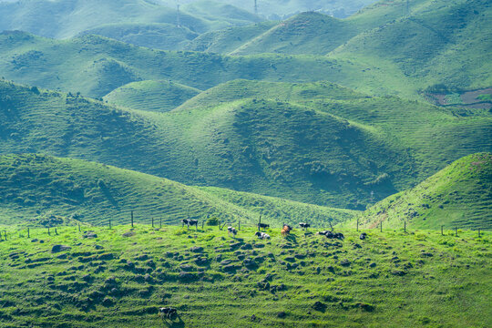 邵阳南山牧场奶牛草原风光