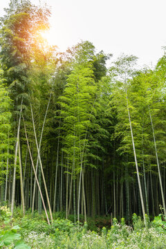 夏天中国安徽野外的竹林