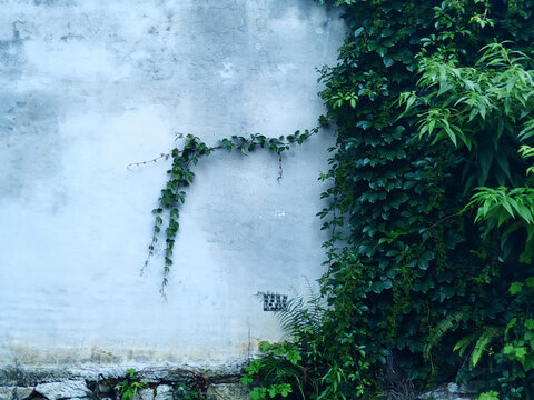绿植爬上墙