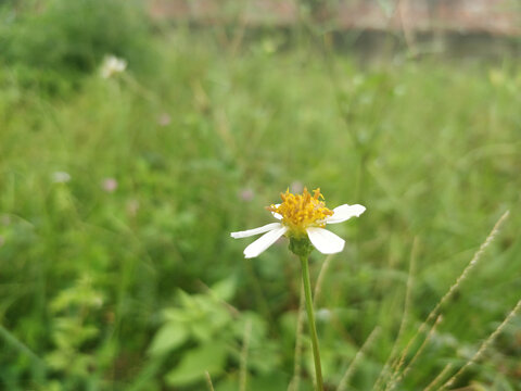 野菊花