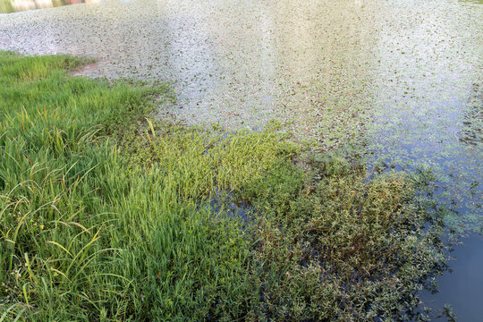 长沙市月湖公园里的水草湿地