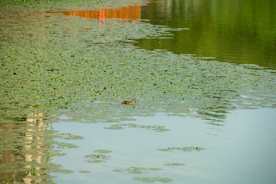 长沙市月湖公园里的水草湿地