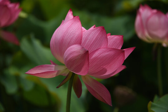 莲花素材