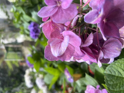 紫色绣花球