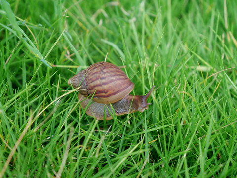 草地非洲蜗牛