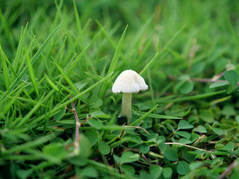 草地小蘑菇