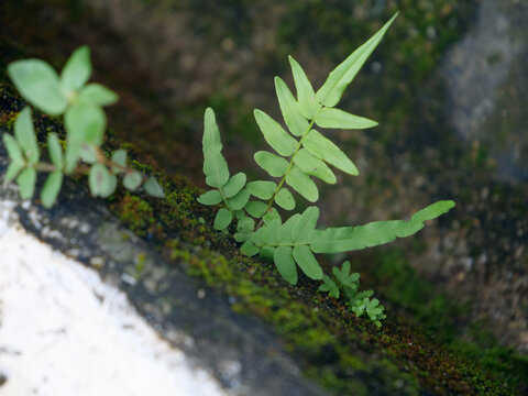 路边野草