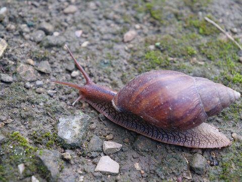 非洲大蜗牛