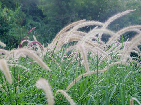 狼尾草