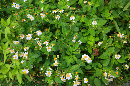 冲绳岛海边的花