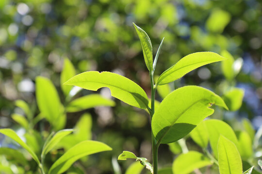 茶业普洱茶