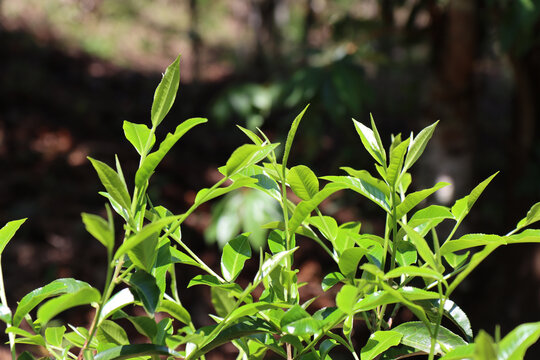 茶业普洱茶