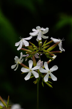 肥皂花