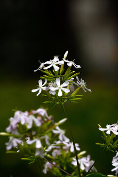 肥皂花