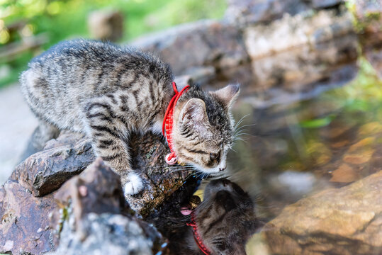 水池边喝水的猫