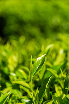 春天茶园里茶树茶叶