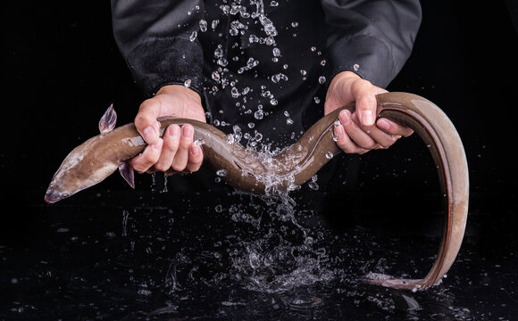 鳗鱼海鳝