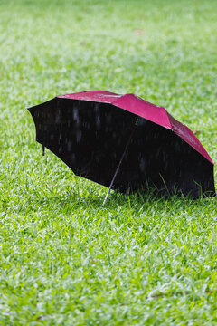 雨中草地上的一把红伞