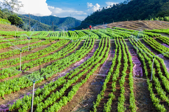 绿色蔬菜枸杞菜基地