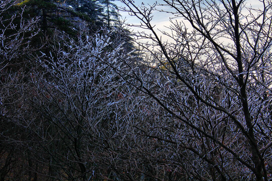 树枝冰凌