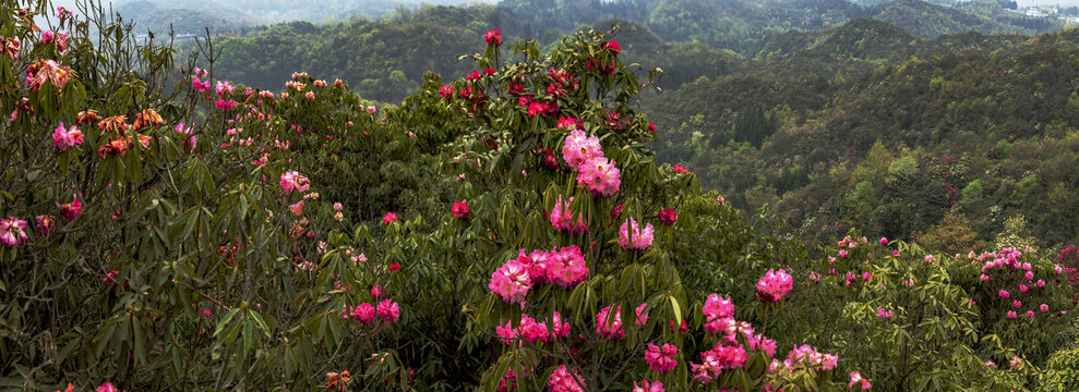 贵州百里杜鹃花海