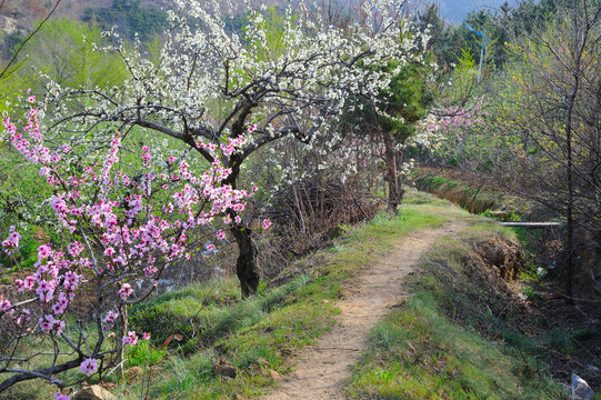 桃花小路