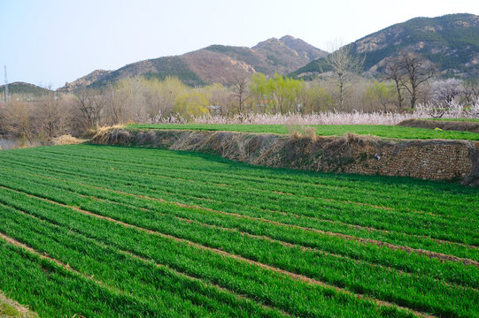 春小麦