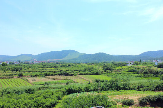 山野