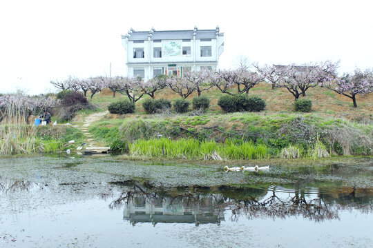 桃花风景如画