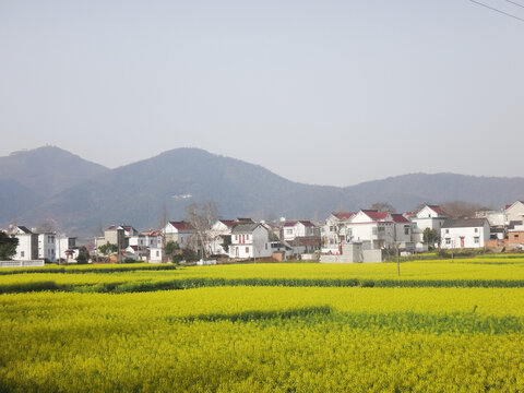 油菜田乡村