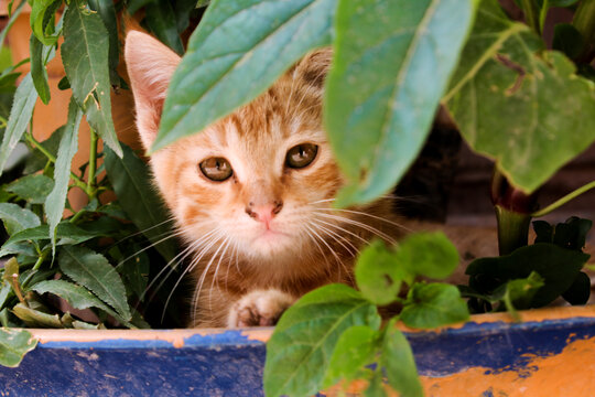 在花盆里躲猫猫的黄白花流浪猫