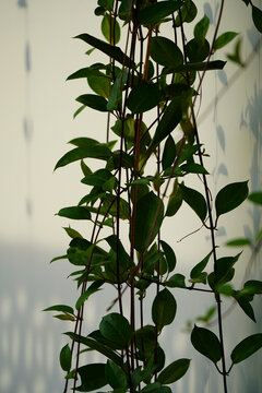 墙上的植物藤叶