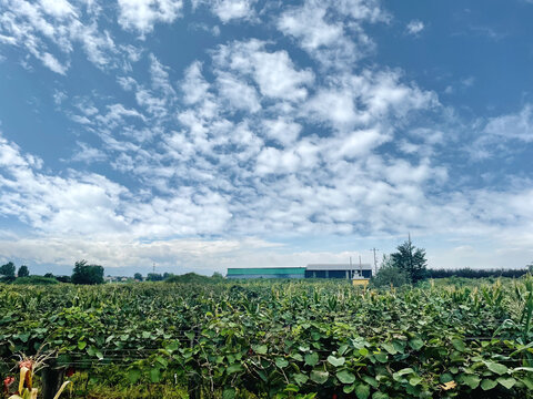 蓝天下的猕猴桃种植基地