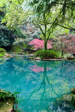 梅花树林水面倒影风景