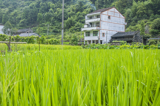 田园乡村