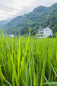 美丽田间乡村