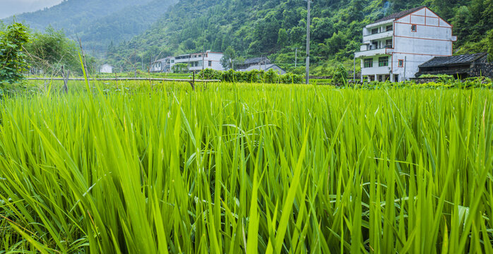 田间乡村水稻