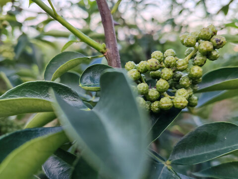 青花椒