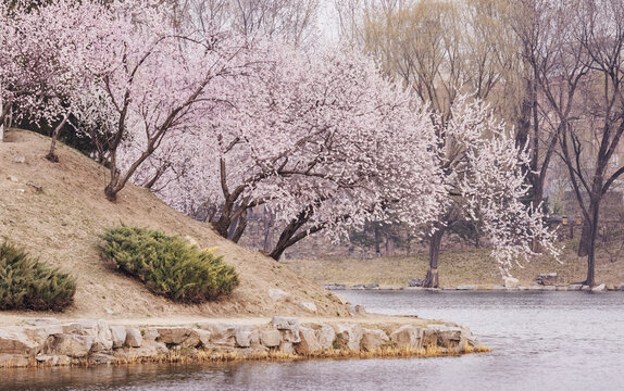 桃花树