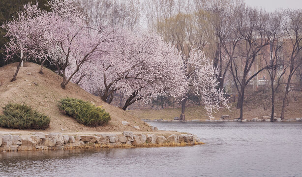 桃花树