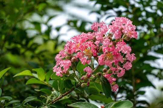 美丽的花朵