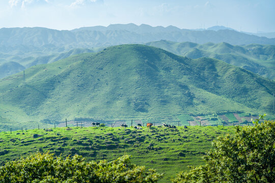 邵阳南山牧场奶牛草原风光