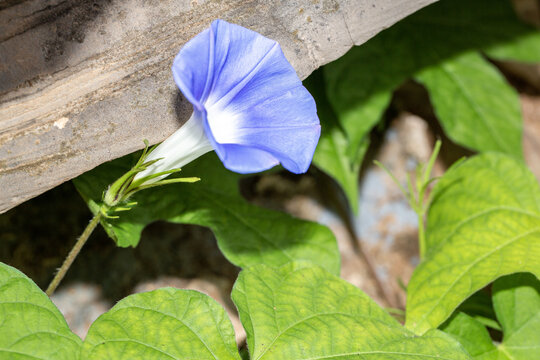 野牵牛花