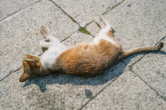 躺在地上睡觉的猫