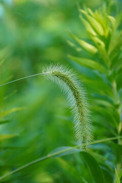 狗尾巴草